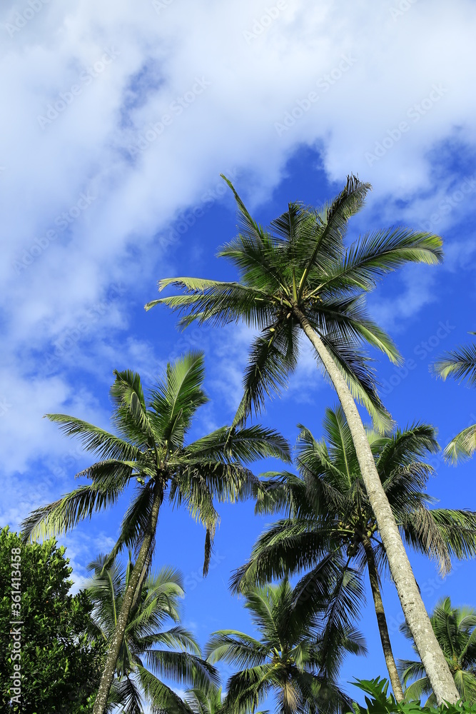 custom made wallpaper toronto digitalBeautiful coconut palm trees on blue sky background with clouds