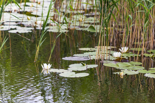 Teich mit Wasserlilien