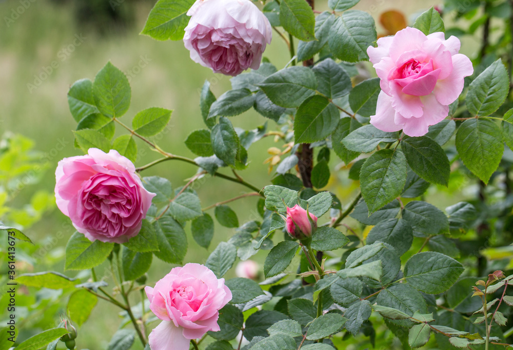 Blooming rose in the garden on a sunny day. Rose The Ancient Mariner Blooming rose in the garden on a sunny day. Rose The Ancient Mariner