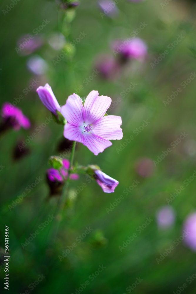 Meadow flowers, developed pink flower with buds in the green grass, in the backlight. Meadow flowers, developed pink flower with buds in the green grass, in the backlight.