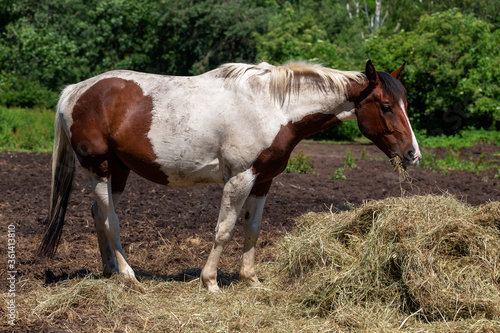 Horse - A brown and white horse standing in a field near a haystack and eating hay. In the background green deciduous trees. Beautiful light.