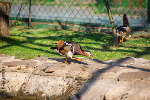 Fototapeta Naklejka Na Ścianę i Meble -  Mandarin duck at the zoo. Duck by the water. Beautiful plumage.
