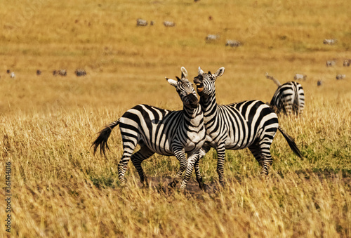 Loving Zebras in Masai Mara  Kenya