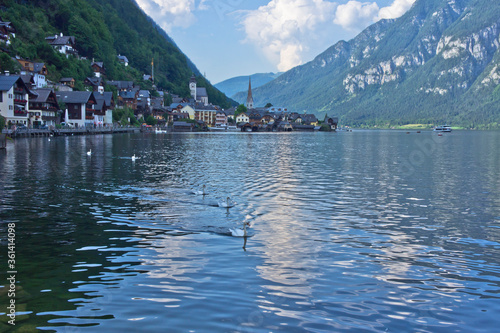 Hallstatt lake in Alps, A swan swimming in the lake, wooden houses and lake view, Austria, Europe