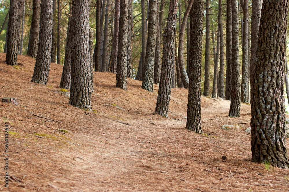 Obraz premium Path in a pine forest