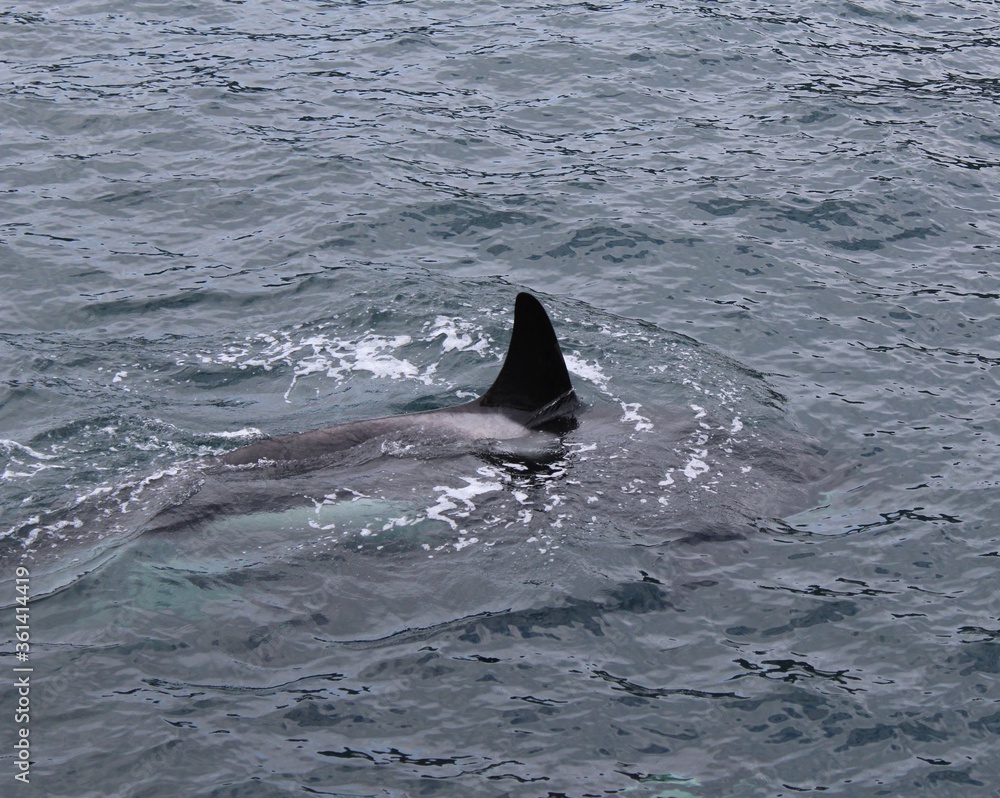 Obraz premium Killer Whale Fin
