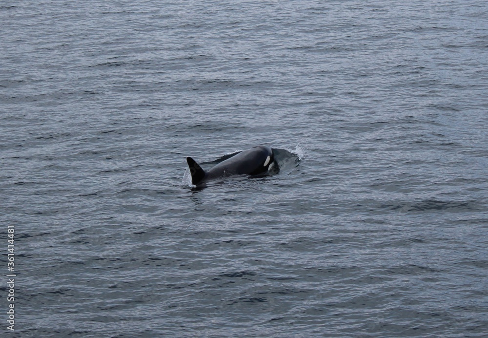 Fototapeta premium Killer Whale