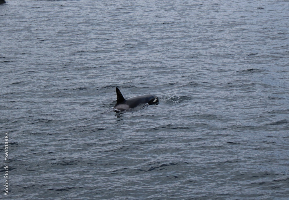 Fototapeta premium Killer Whale