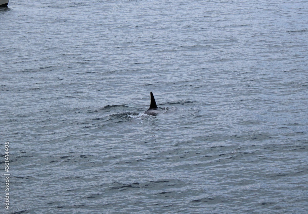 Fototapeta premium Killer Whales in Alaska
