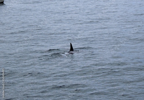 Killer Whales in Alaska