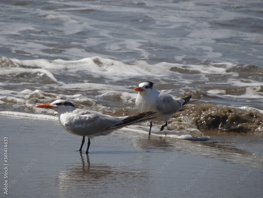 Royal tern (Thalasseus maximus) at the beach in Yacila near Paita, Peru Royal tern (Thalasseus maximus) at the beach in Yacila near Paita, Peru
