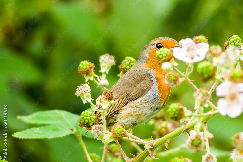 robin on the tree, nice blurry background robin on the tree, nice blurry background