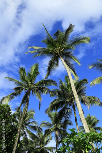 Wallpaper Mural Beautiful coconut palm trees on blue sky background with clouds Torontodigital.ca