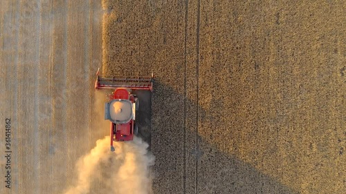 Red harvester collect wheat grains in field golden color. Yellow ears ripe cereal crop. Agricultural summer work in farm machine. Aerial top view, drone flying photo