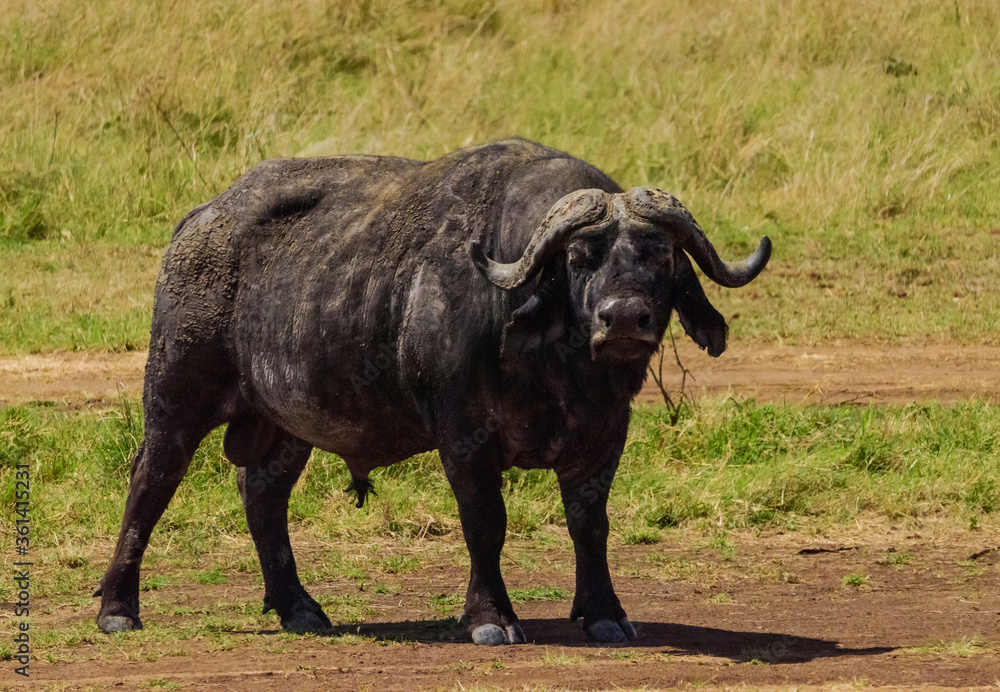 African buffalo at Masai Mara, Kenya
