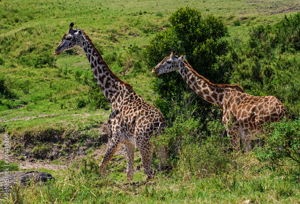 Obraz premium Giraffes in Masai Mara, Kenya