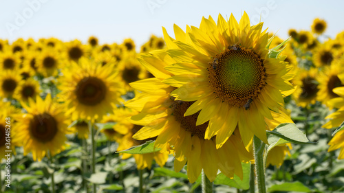 Field with sunflower flowers on summer day