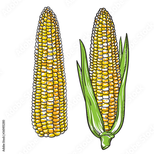 Vintage Detailed hand drawn Corn. Engraving style vector corn. Isolated Vegetable engraved style object. Vegetarian food drawing. Farm market product for menu and label.