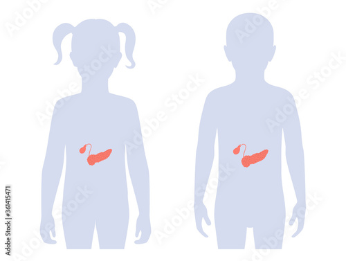 Pancreas an human body