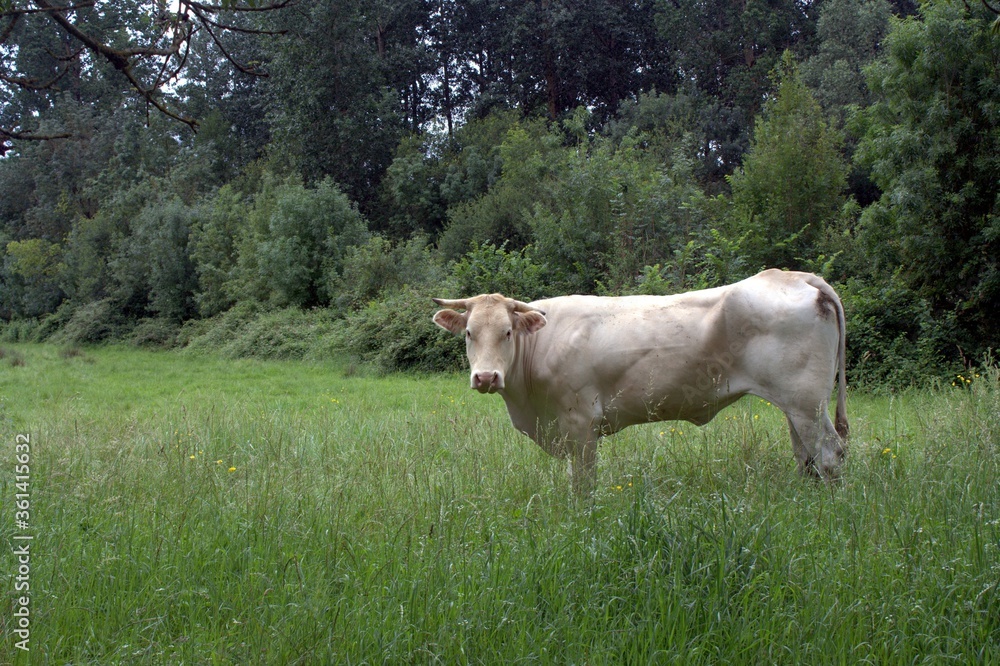 vache charolaise ,isolé dans un pré , paysage de campagne vache charolaise ,isolé dans un pré , paysage de campagne