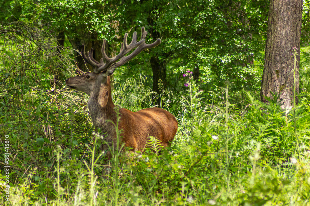 red deer in the woods