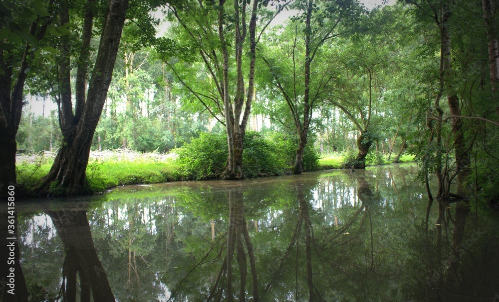 paysage de miroir sur l'eau, dans les canaux de la venise verte dans le marais poitevin paysage de miroir sur l'eau, dans les canaux de la venise verte dans le marais poitevin