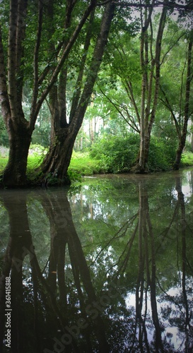 paysage de miroir sur l'eau, dans les canaux de la venise verte dans le marais poitevin