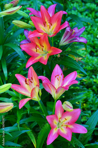 Bicolor Asiatic lily flower growing in the garden