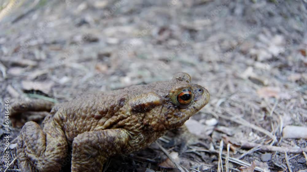 Brown frog close up in nature. Handheld shot with a fisheye lens. The frog crawls on the forest path. Brown frog close up in nature. Handheld shot with a fisheye lens. The frog crawls on the forest path.