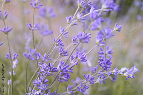 Soft focus on lavender flower, beautiful lavender flower .Close-up