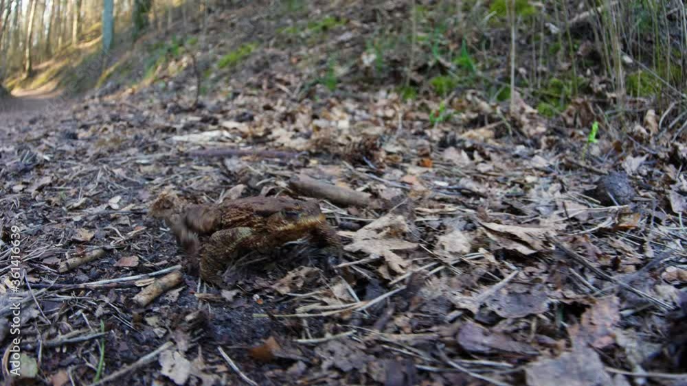 Brown frog close up in nature. Handheld shot with a fisheye lens. The frog crawls on the forest path. Brown frog close up in nature. Handheld shot with a fisheye lens. The frog crawls on the forest path.