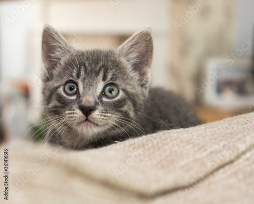 Fototapeta Naklejka Na Ścianę i Meble -  Alert grey kitten example