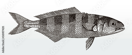 Pilot fish, naucrates ductor from tropical open seas after an antique illustration from the 19th century photo