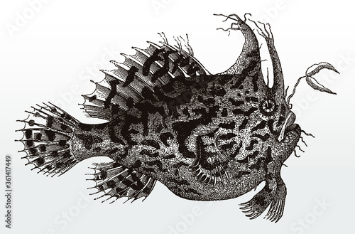 Strange looking sargassum fish, anglerfish or frog fish, histrio from the Atlantic Ocean after an antique illustration from the 19th century