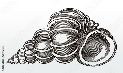 Shell of the precious wentletrap, epitonium scalare after an antique illustration from the 19th century