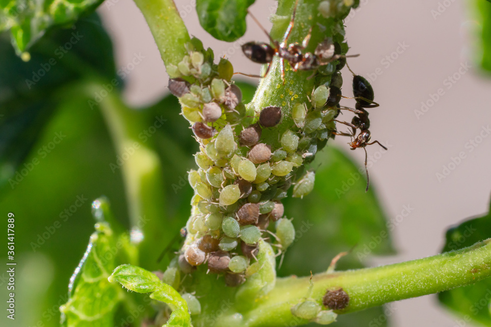 Insect pests, aphid, on the shoots and fruits of plants, Spider mite on