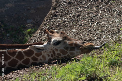 Photography Giraffe Eating at Omaha Henry Doorly Zoo