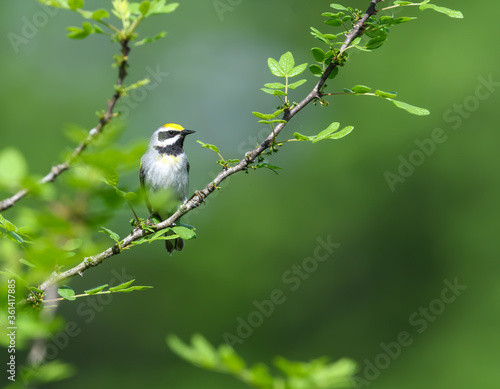 Golden-winged Warbler on Tree Branch in Spring
