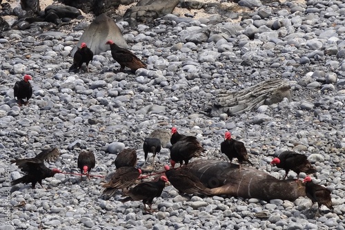 Turkey vultures (Cathartes aura) devouring a South American sea lion (Otaria flavescens) at Isla Foca, near Paita, Peru photo