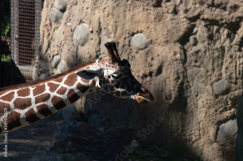 Photography Giraffe Eating at Omaha Henry Doorly Zoo