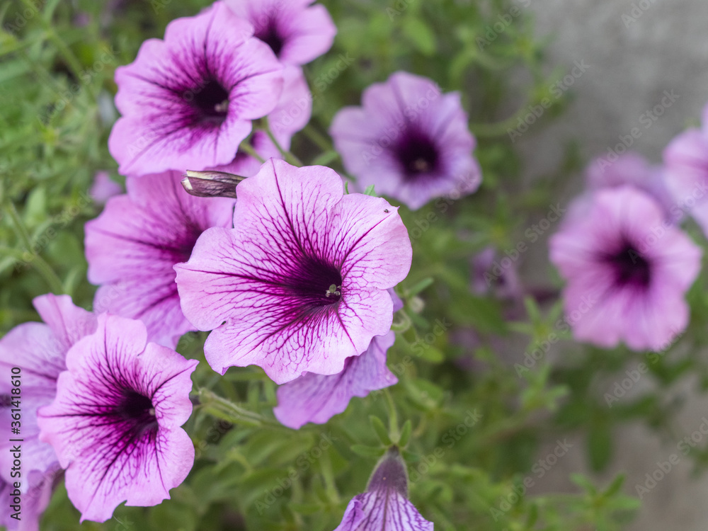 Flowers purple petunias bloom in summer. Close-up. Flowers purple petunias bloom in summer. Close-up.