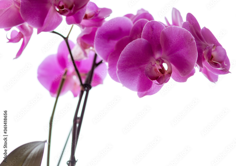 Orchidaceae. Orchidaceae.