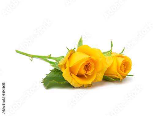beautiful yellow roses on a white background