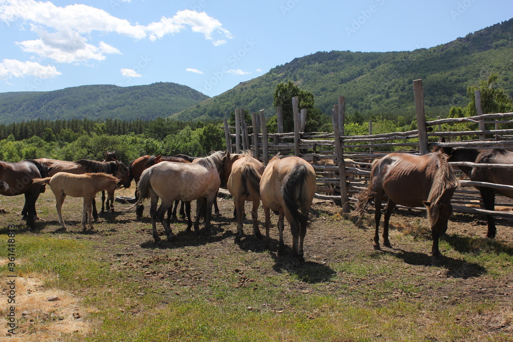 A herd of horses grazes on a green field in a forest in the middle of the mountains. A group of brown and white horse grazing on a lush green field A herd of horses grazes on a green field in a forest in the middle of the mountains. A group of brown and white horse grazing on a lush green field