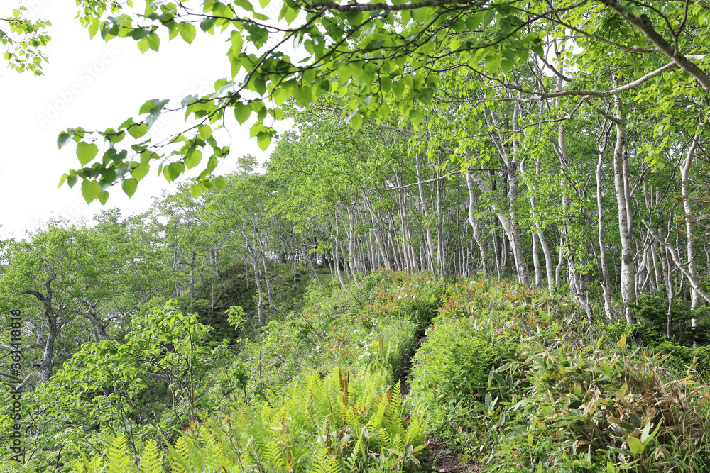 Obraz premium 東ヌプカウシヌプリ山の頂上付近