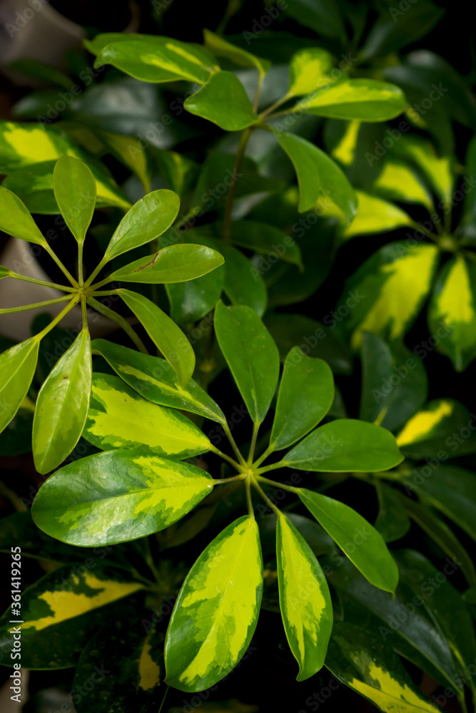 Background of beautiful green leaves Schefflera Background of beautiful green leaves Schefflera
