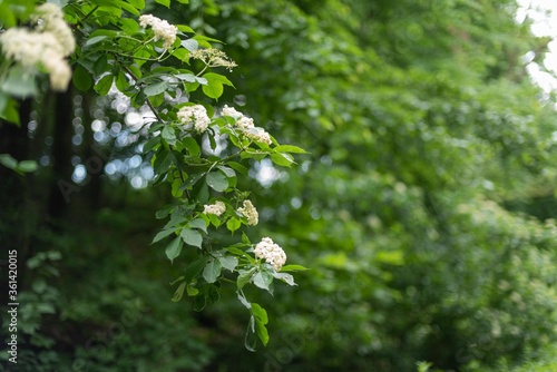 Branches of blooming elderflower in woods closeup
