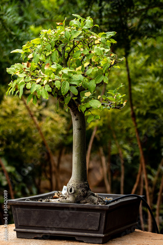 Small Bonsai tree close up 