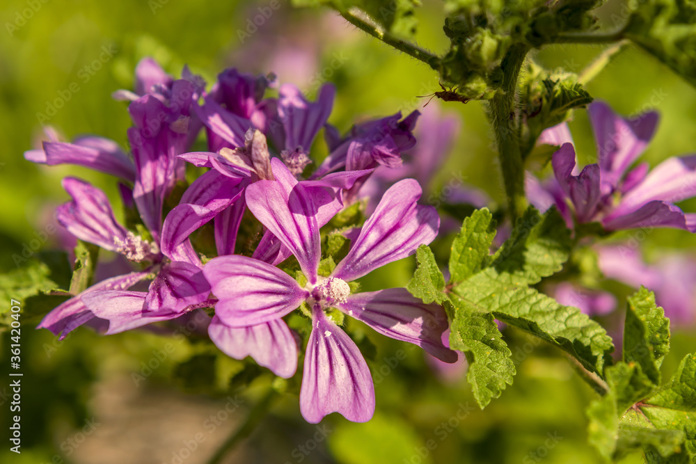 purple flowers of Malva neglecta also known as common mallow macro close up
