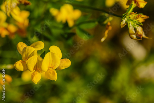 Lotus corniculatus a perennial herbaceous flowering plant in the pea family Fabaceae macro close up © PT pictures